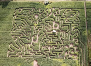 The amazing bee corn maze